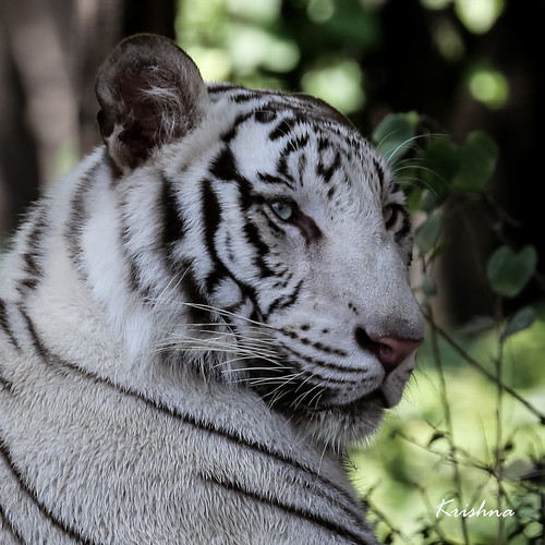 White Tiger