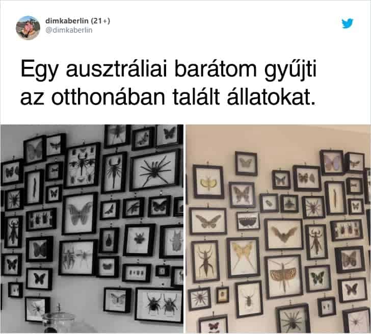 Ausztraliai allatok