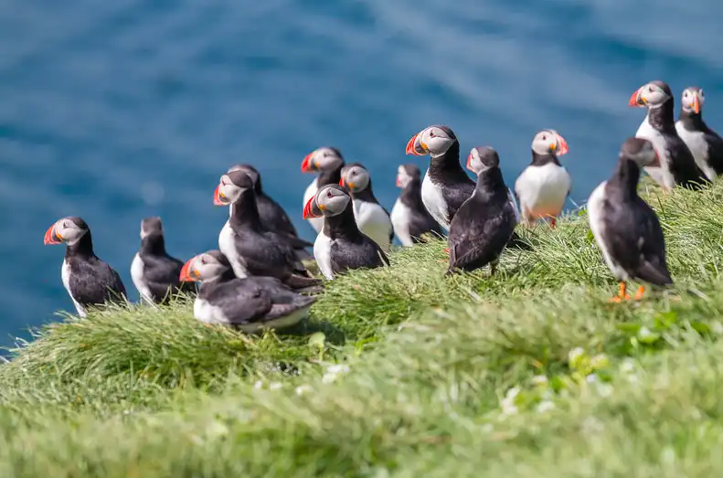 fotózás, Kaland, lunda, madarak, Nagy-Britannia, sziget, természet, természetvédelem, utazás, vadvilág