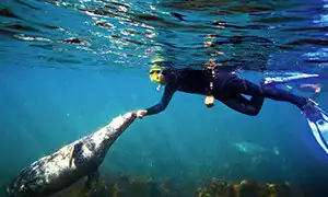 fotózás, Kaland, lunda, madarak, Nagy-Britannia, sziget, természet, természetvédelem, utazás, vadvilág