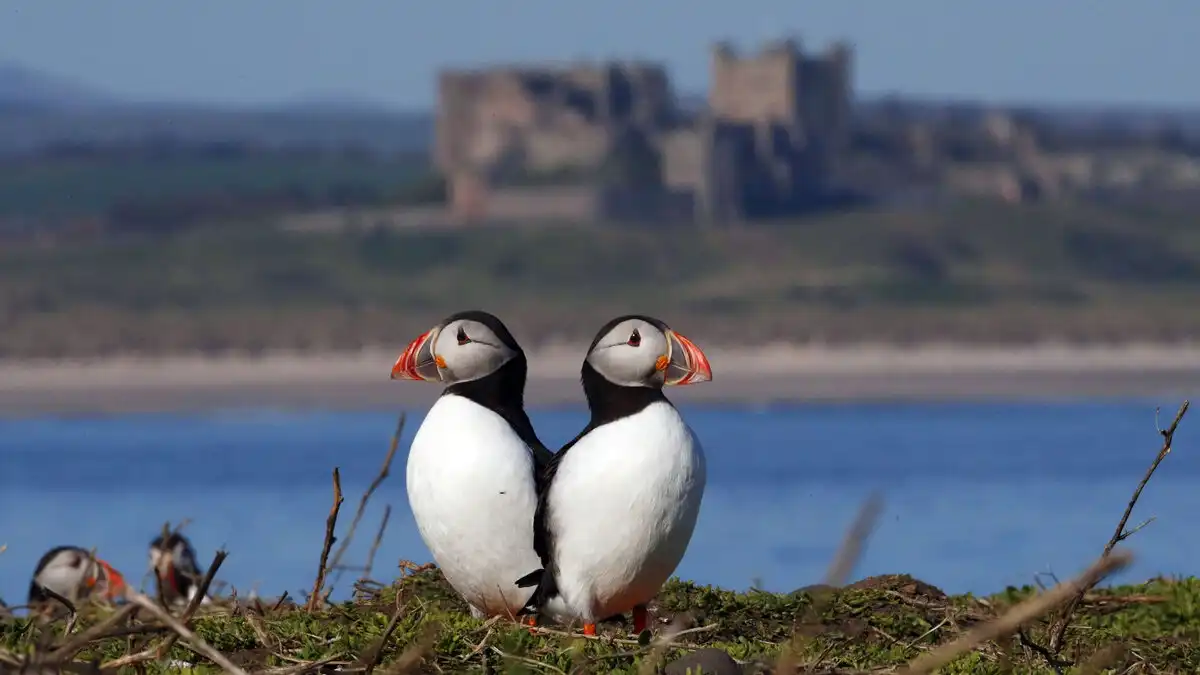 fotózás, Kaland, lunda, madarak, Nagy-Britannia, sziget, természet, természetvédelem, utazás, vadvilág