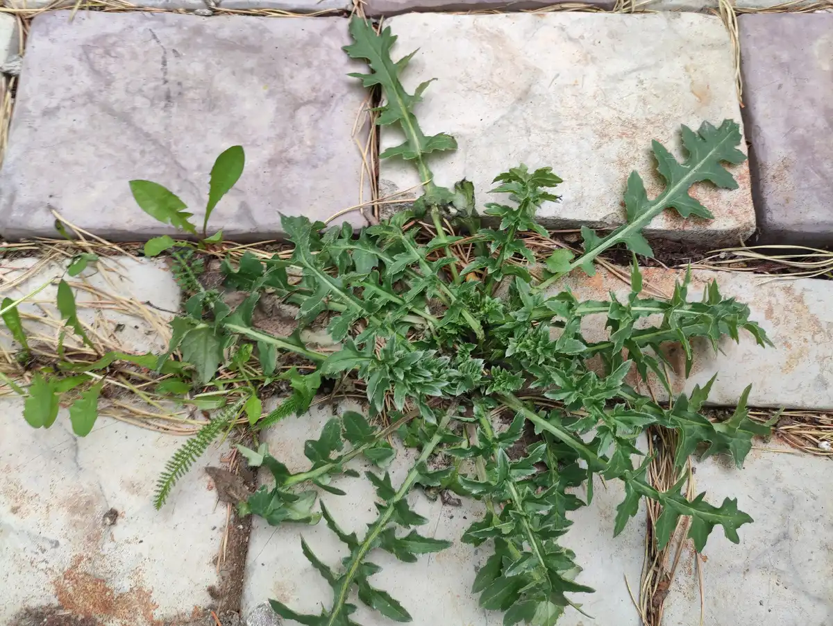 burkolat, DIY, felújítás, fugázás, gyomirtás, kert, kertépítés, megelőzés, praktikák, térkő