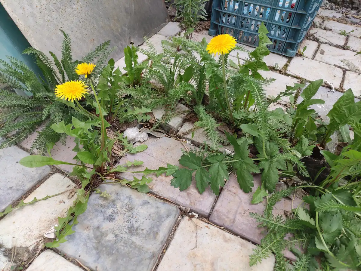 burkolat, DIY, felújítás, fugázás, gyomirtás, kert, kertépítés, megelőzés, praktikák, térkő