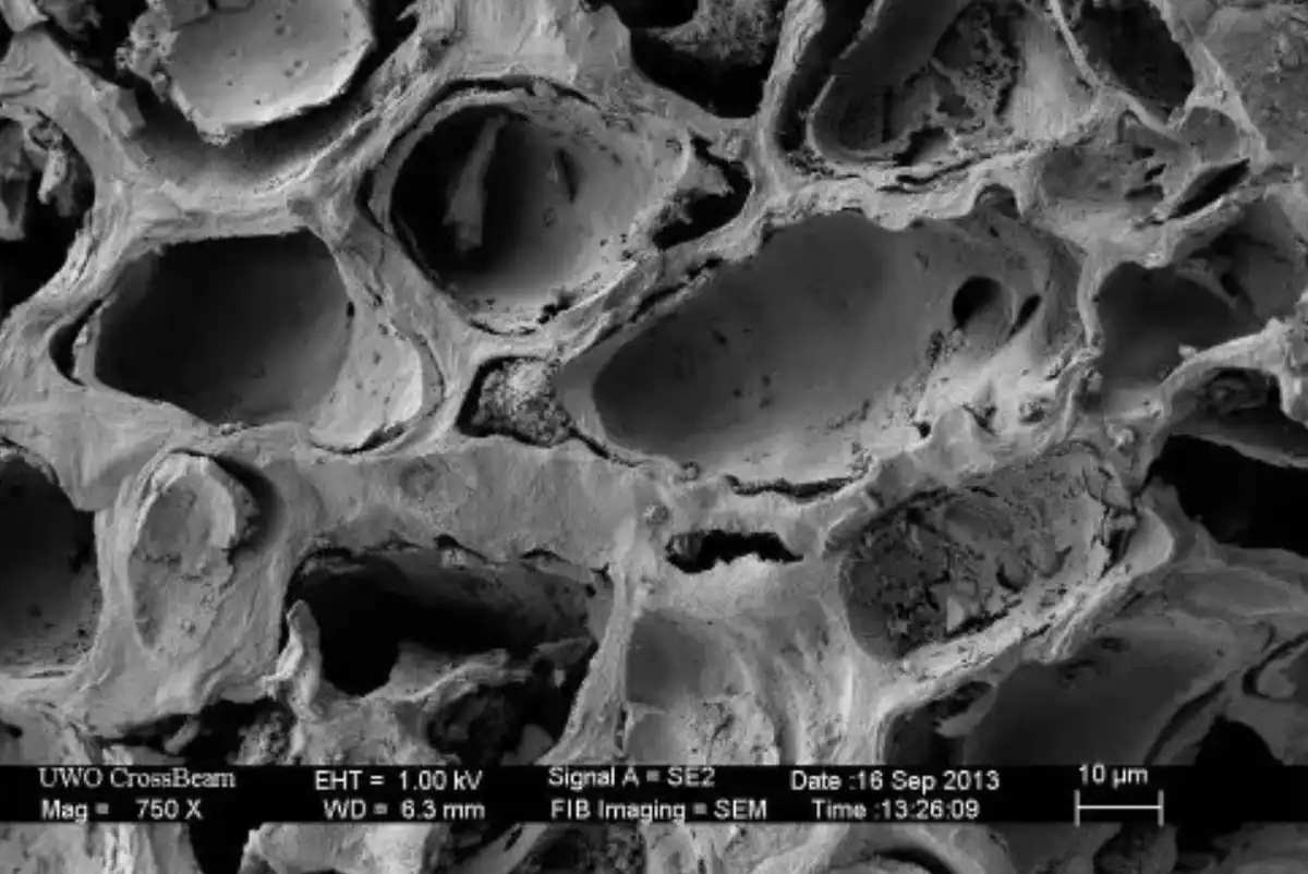 anyagtudomány, bionika, felfedezés, mikroszkóp, mikrovilág, nanotechnológia, szerkezet, technológia, természet, tudomány