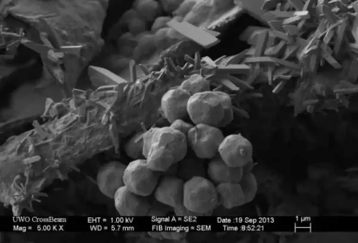 anyagtudomány, bionika, felfedezés, mikroszkóp, mikrovilág, nanotechnológia, szerkezet, technológia, természet, tudomány