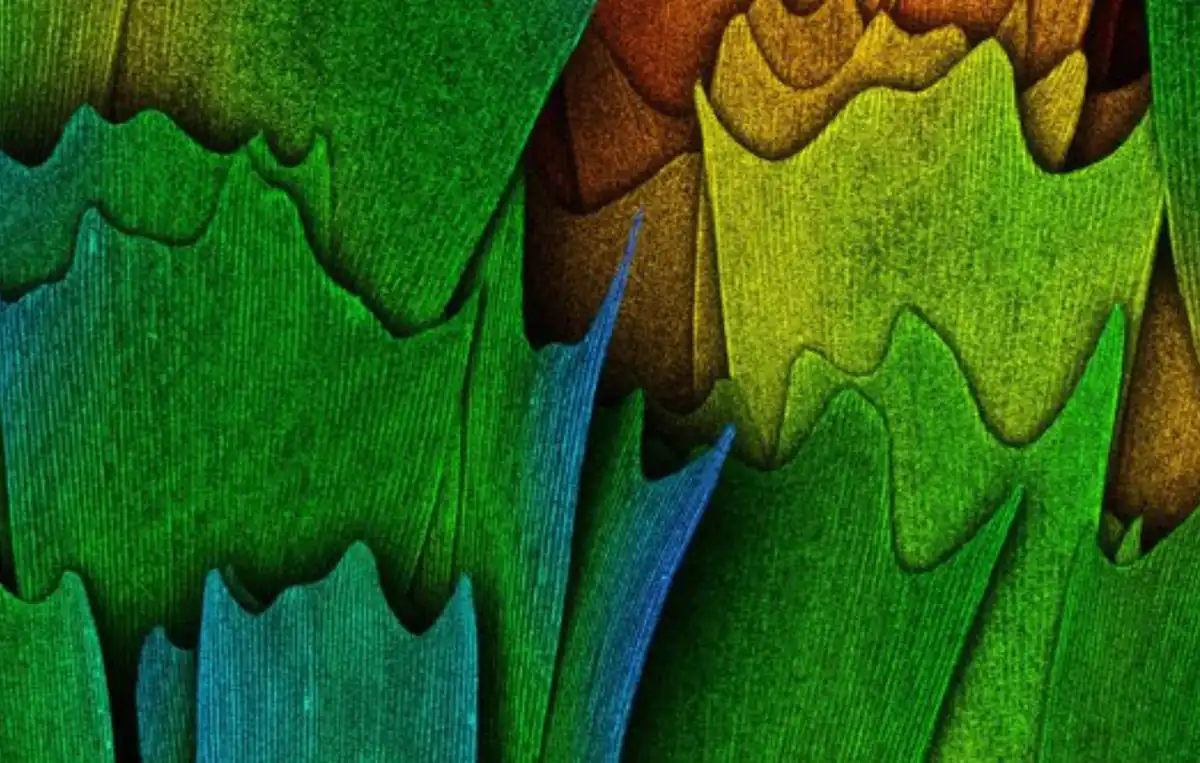 anyagtudomány, bionika, felfedezés, mikroszkóp, mikrovilág, nanotechnológia, szerkezet, technológia, természet, tudomány